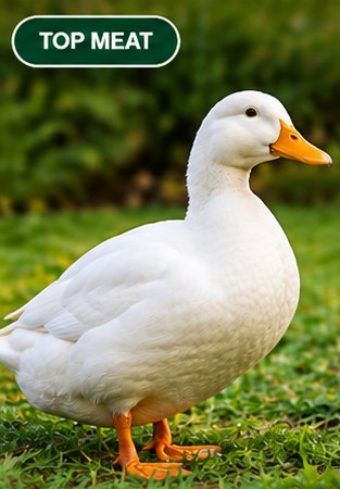 A white Pekin duck on grass
