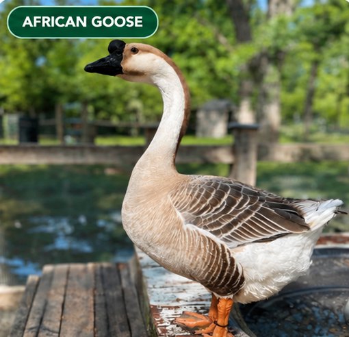 A brown African goose with a large black knob