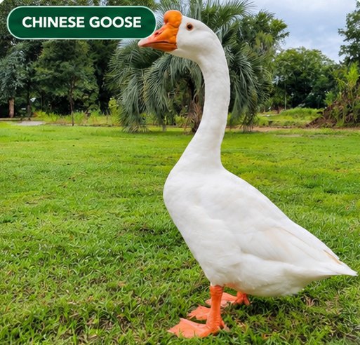 A white Chinese goose on grass at Vinfarm