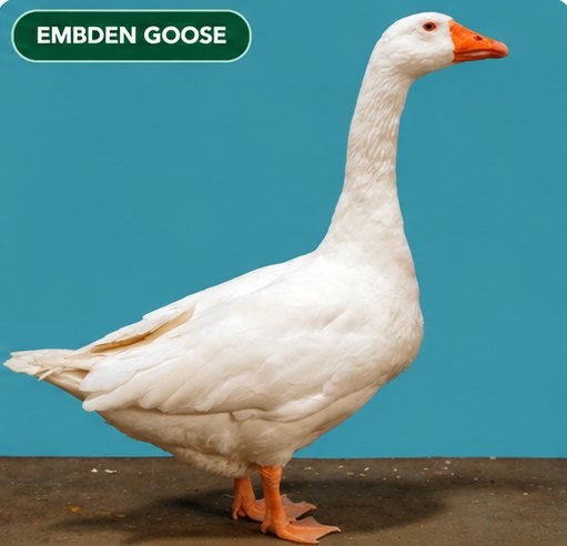 A pure white Embden goose
