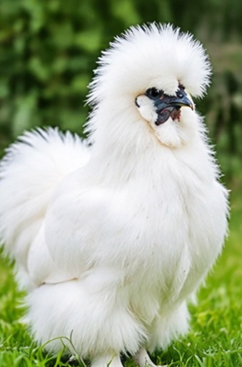 Silkie chicken