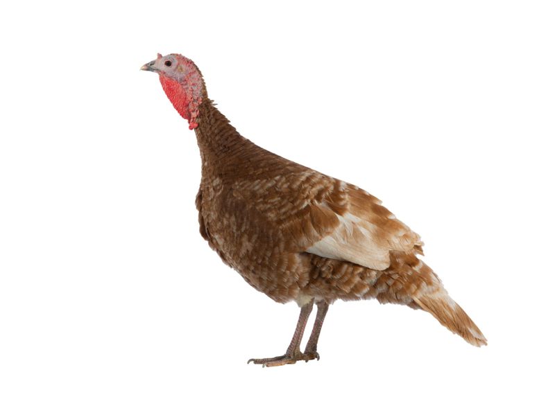 Turkeys